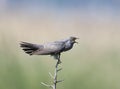 Common cuckoo sits on horizontal branch Royalty Free Stock Photo