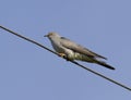 Common Cuckoo sitting on a wire.