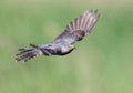 Common cuckoo take off Royalty Free Stock Photo