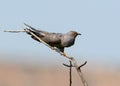 Common cuckoo take off Royalty Free Stock Photo