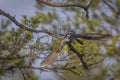 Common cuckoo taking off from a tree branch in a forest setting Royalty Free Stock Photo