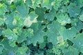 Common cuff lat. Alchemilla vulgaris is a perennial herbaceous medicinal plant with drops of water after rain on green terry