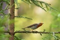 A common curious European songbird European robin, Erithacus rubecula perched on a spruce branch Royalty Free Stock Photo