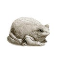 Common cute toad or frog watercolor illustration. Close up amphibia graphic image. Forest brown toad isolated on white background. Royalty Free Stock Photo