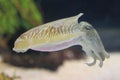 Common cuttlefish Royalty Free Stock Photo