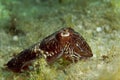 The common cuttlefish from the Adriatic Sea Royalty Free Stock Photo