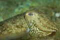 The common cuttlefish from the Adriatic Sea Royalty Free Stock Photo