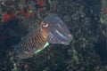 The common cuttlefish in the Adriatic Sea Royalty Free Stock Photo