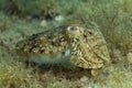 The common cuttlefish from the Adriatic Sea Royalty Free Stock Photo