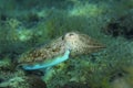 The common cuttlefish from the Adriatic Sea Royalty Free Stock Photo
