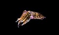 Common cuttlefish in closeup isolated on a black background, funny aquarium pet Royalty Free Stock Photo