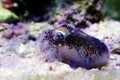 Juvenile European common cuttlefish - Sepia officinalis Royalty Free Stock Photo