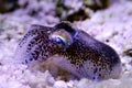 European common cuttlefish - Sepia officinalis Royalty Free Stock Photo