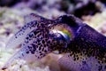 European common cuttlefish - Sepia officinalis Royalty Free Stock Photo