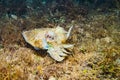 Common Cuttlefish Sepia Officinalis Royalty Free Stock Photo