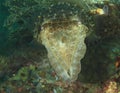 Common cuttlefish - Sepia officinalis Royalty Free Stock Photo