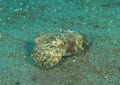 Common cuttlefish - Sepia officinalis Royalty Free Stock Photo