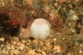 Common cuttlefish - Sepia officinalis - juvenile Royalty Free Stock Photo