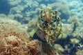 Common cuttlefish (Sepia officinalis) over coral reef Royalty Free Stock Photo