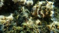 Common cuttlefish (Sepia officinalis) and sea slug Timid elysia (Elysia timida) undersea, Aegean Sea