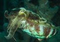 Common cuttlefish - Sepia officinalis Royalty Free Stock Photo