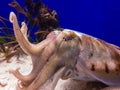 Common cuttlefish (Sepia officinalis) in zoo aquarium Royalty Free Stock Photo