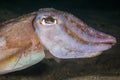 Common Cuttlefish Sepia vermiculata underwater close up