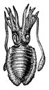 Common Cuttlefish, vintage illustration Royalty Free Stock Photo