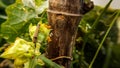 Common cutworm are destroying crops. Royalty Free Stock Photo