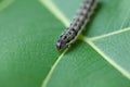 Common cutworm on leaves Royalty Free Stock Photo