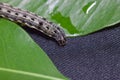 common cutworm on leaves Royalty Free Stock Photo