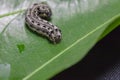 Common cutworm on leaves Royalty Free Stock Photo