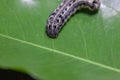 Common cutworm on leaves