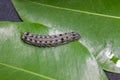 Common cutworm on leaves