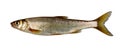 Common dace