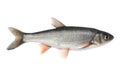 Common dace