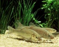 Common Dace, leuciscus leuciscus, Adults Royalty Free Stock Photo