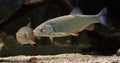 Common Dace, leuciscus leuciscus, Adults Swimming Royalty Free Stock Photo