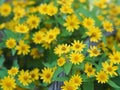 Common daisy, Bellis perennis, Dahlberg Daisy, Gold Carpet, Golden Fleece, Butter Daisy, DayÃ¢â¬â¢s Eye,Thymophylia Tenuiloba yellow