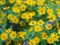 Common daisy, Bellis perennis, Dahlberg Daisy, Gold Carpet, Golden Fleece, Butter Daisy, DayÃ¢â¬â¢s Eye,Thymophylia Tenuiloba yellow