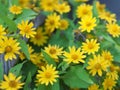 Common daisy, Bellis perennis, Dahlberg Daisy, Gold Carpet, Golden Fleece, Butter Daisy, DayÃ¢â¬â¢s Eye,Thymophylia Tenuiloba yellow