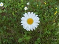 Common daisy (Bellis perennis) in the field Royalty Free Stock Photo