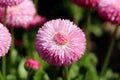 Common daisy or Bellis perennis herbaceous perennial plant with large pink pompon like flower with yellow center surrounded with