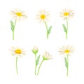 Common Daisy or Bellis Perennis on Stem with White Ray Florets and Yellow Disc Floret Vector Set