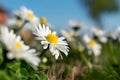 Common daisy close up in spring Royalty Free Stock Photo