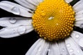 Common daisy with drops of water Royalty Free Stock Photo