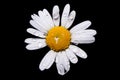 Common daisy with drops of water Royalty Free Stock Photo