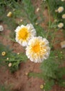 Common Daisy in the field.