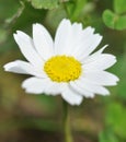 Common Daisy flower