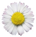Common Daisy flower
